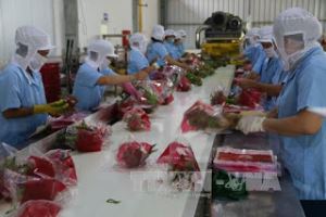 Mở rộng thị trường rau quả tươi của Việt Nam xuất khẩu vào EU